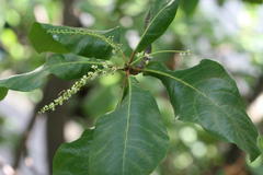 Terminalia catappa